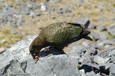 Kea (6 von 19).jpg